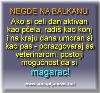 Smesni natpisi, smesni oglasi i smesne slike