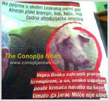 SMEŠNI POSTERE I NATPISI
